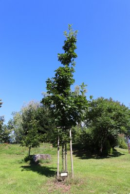 Quercus rubra - dub červený - celek (13)